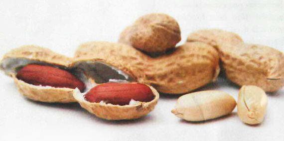 capa-amendoim